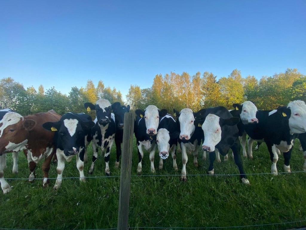 Mysig Stuga Naera Aestad Vingard & Spa Luaran gambar